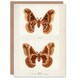 image 1 of Sherman Denton Art Card Promethea Silk Moth Female