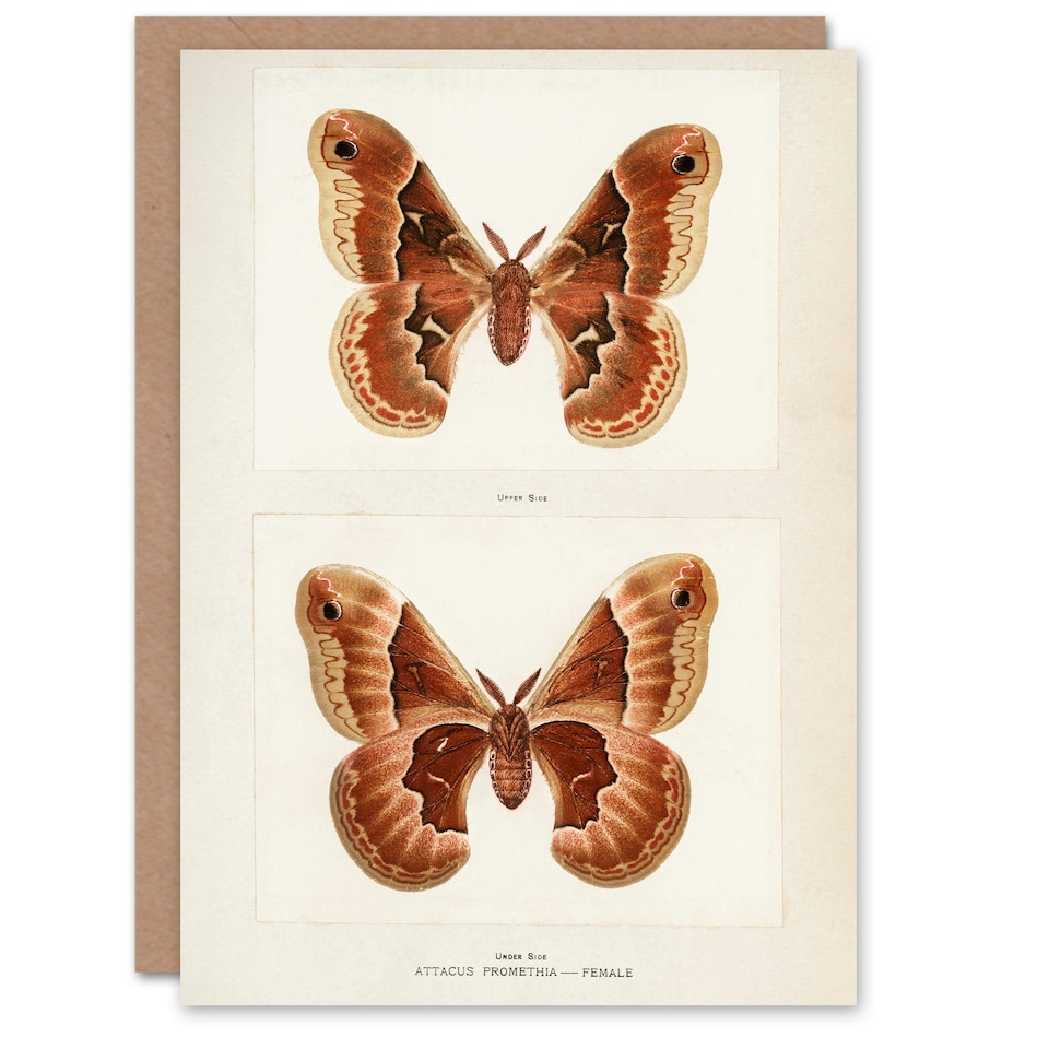 image 1 of Sherman Denton Art Card Promethea Silk Moth Female