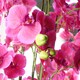 image 3 of 150cm Giant Pink Orchid Plant - Artificial - 189 flowers REAL TOUCH