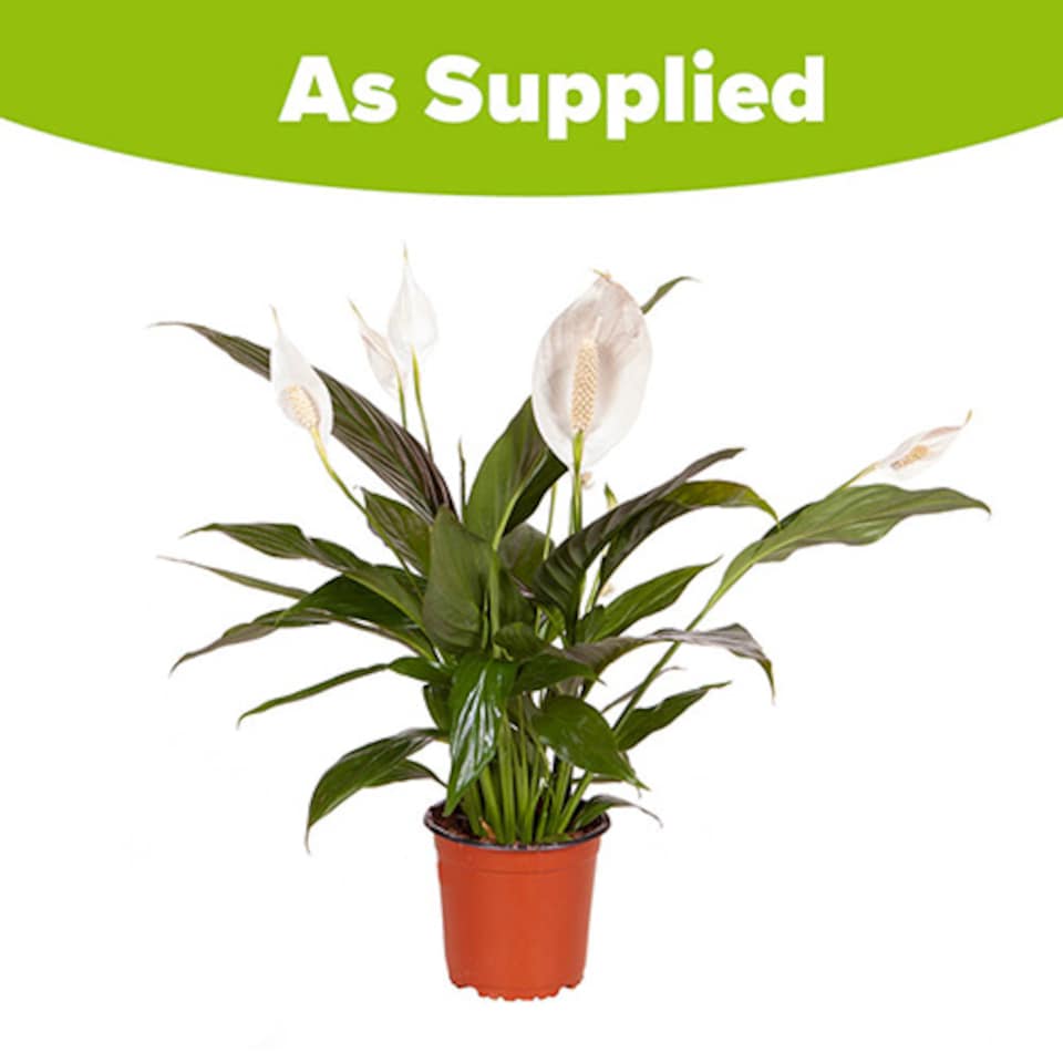 image 1 of Spathiphyllum Peace Lily Indoor Plants 'Sweet Silver' in a 14 cm Pot - House Plants for Purifying Air - Air Purifying Plants Indoor Plant