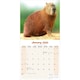image 3 of Capybara 2026 Calendar | Square Wall Calendar | Animal Gift | Plastic Free Packaging | by Avonside Publishing