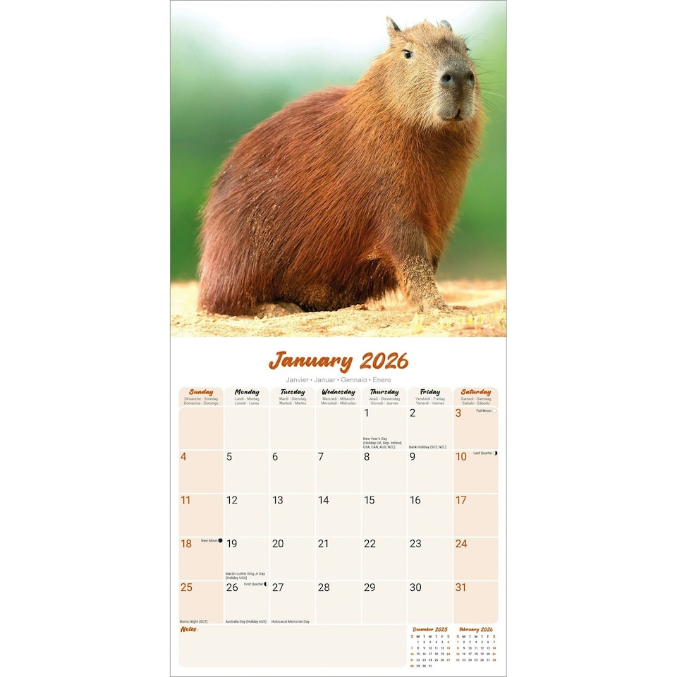 image 1 of Capybara 2026 Calendar | Square Wall Calendar | Animal Gift | Plastic Free Packaging | by Avonside Publishing