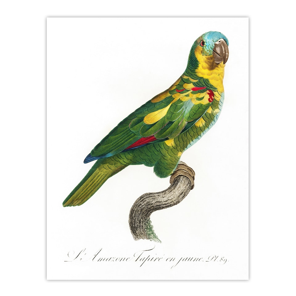 image 1 of The Turquoise Fronted Amazon Parrot Levaillant Huge Wall Art Print 18X24 In
