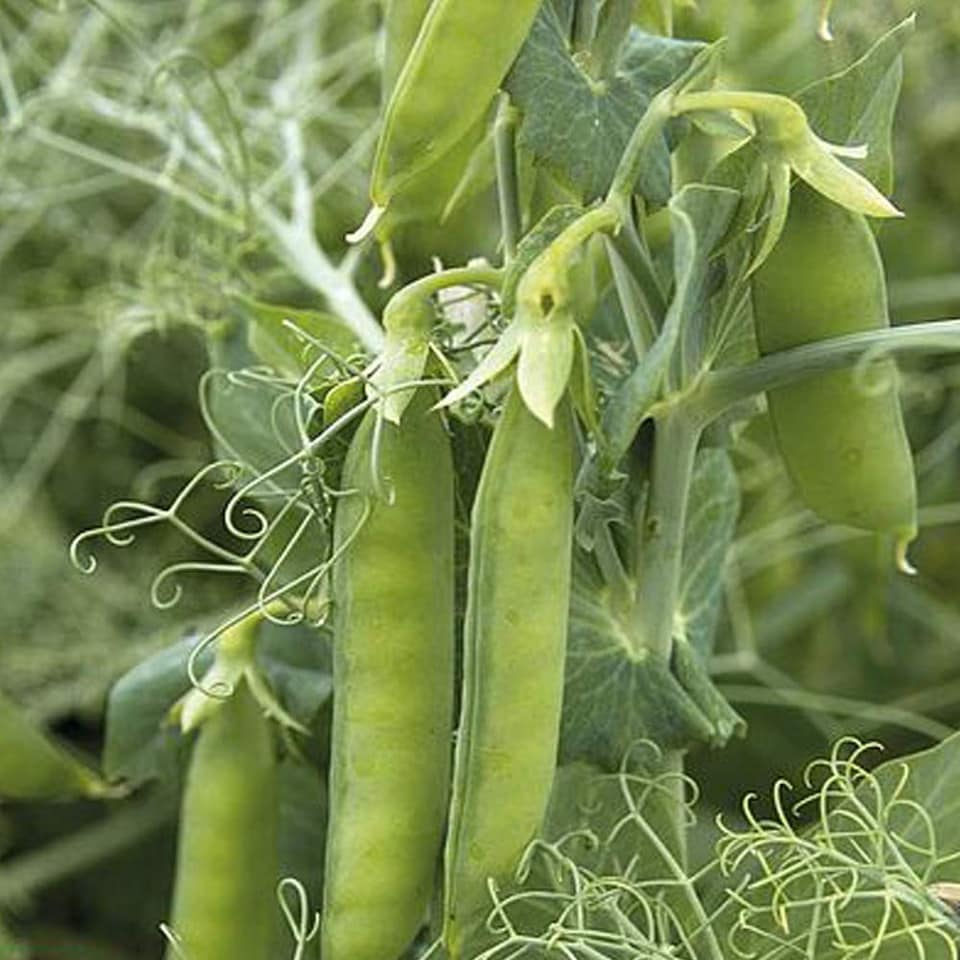 Pea Petit Pois Pacco 1 Seed Packet