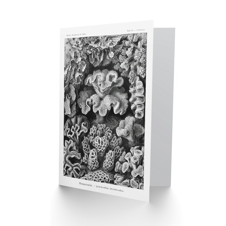 image 1 of Ernst Haeckel Art Card Hexacorallia Vintage Coral Illustration