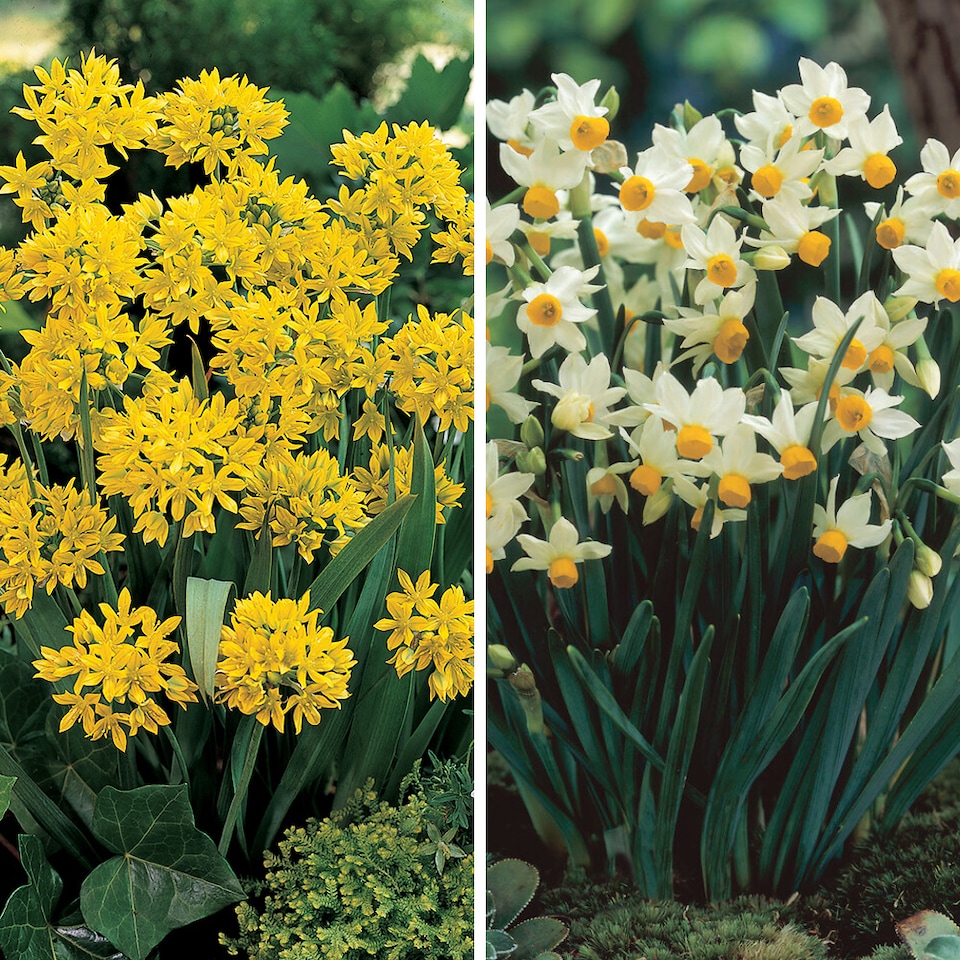 image 1 of YouGarden 300 Spring Flowering Bulb Mixed Pack, 300 Bulbs, 7 Varieties, Bulk Buy Collection, Ready for Autumn Planting