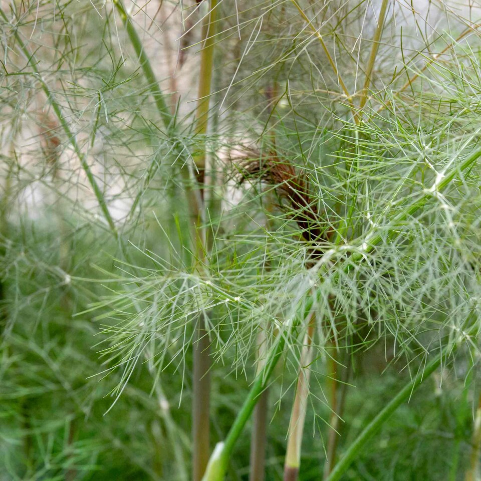 image 1 of Marshalls Garden Fennel 'Bronze' - 1 litre