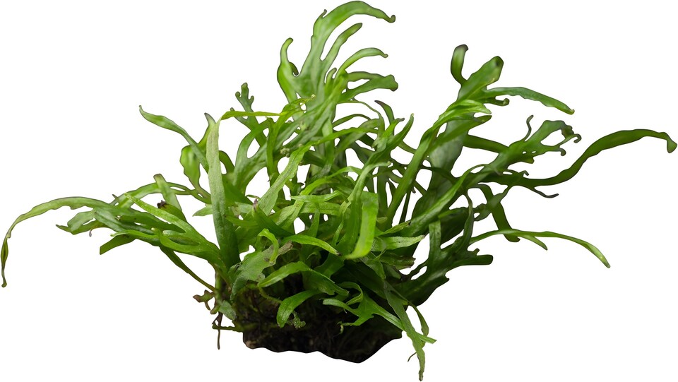 image 1 of Trident Java Fern (Microsorum pteropus 'Trident') - Live Aquarium Plant for Midground Planting, Low Light - Fish Tank Plant