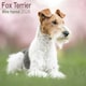 image 1 of Fox Terrier (Wire Haired) 2026 Calendar | Square Wall Calendar | Dog Breed Gift | Plastic Free Packaging | by Avonside Publishing