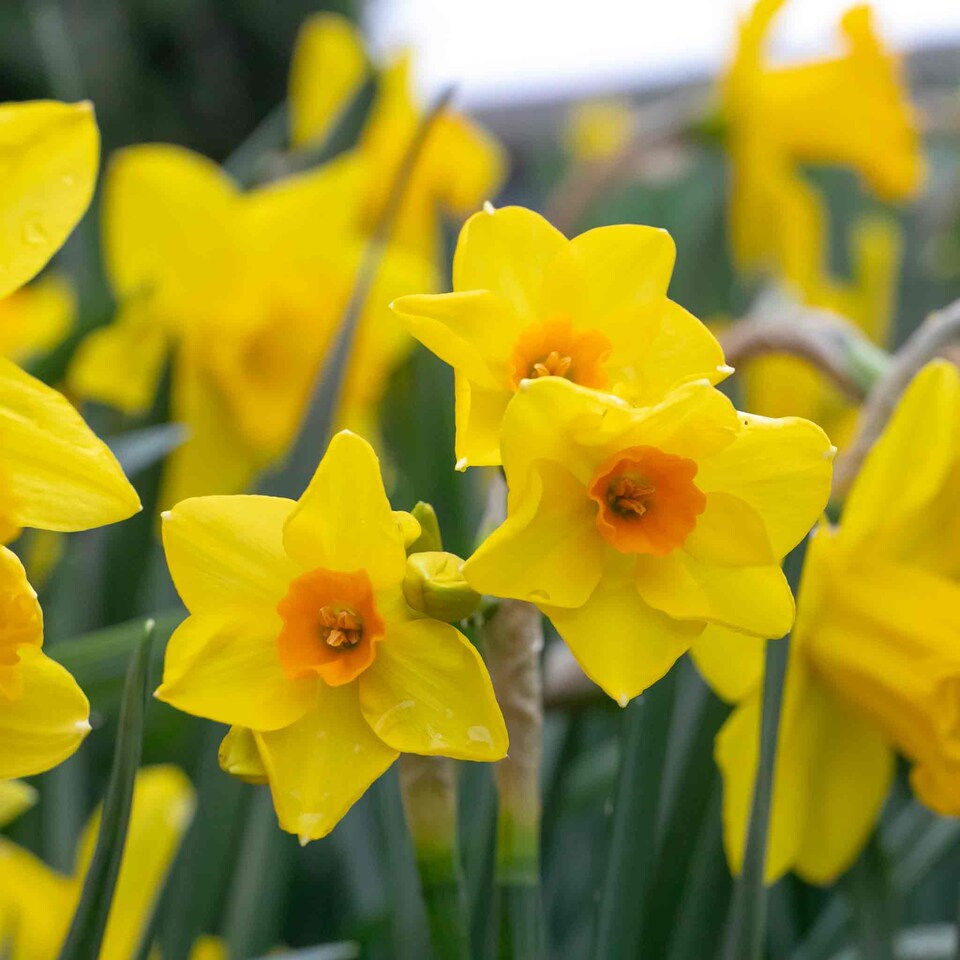 image 1 of Marshalls Garden Daffodil Bulbs Mix Yellow Shades 100 bulbs
