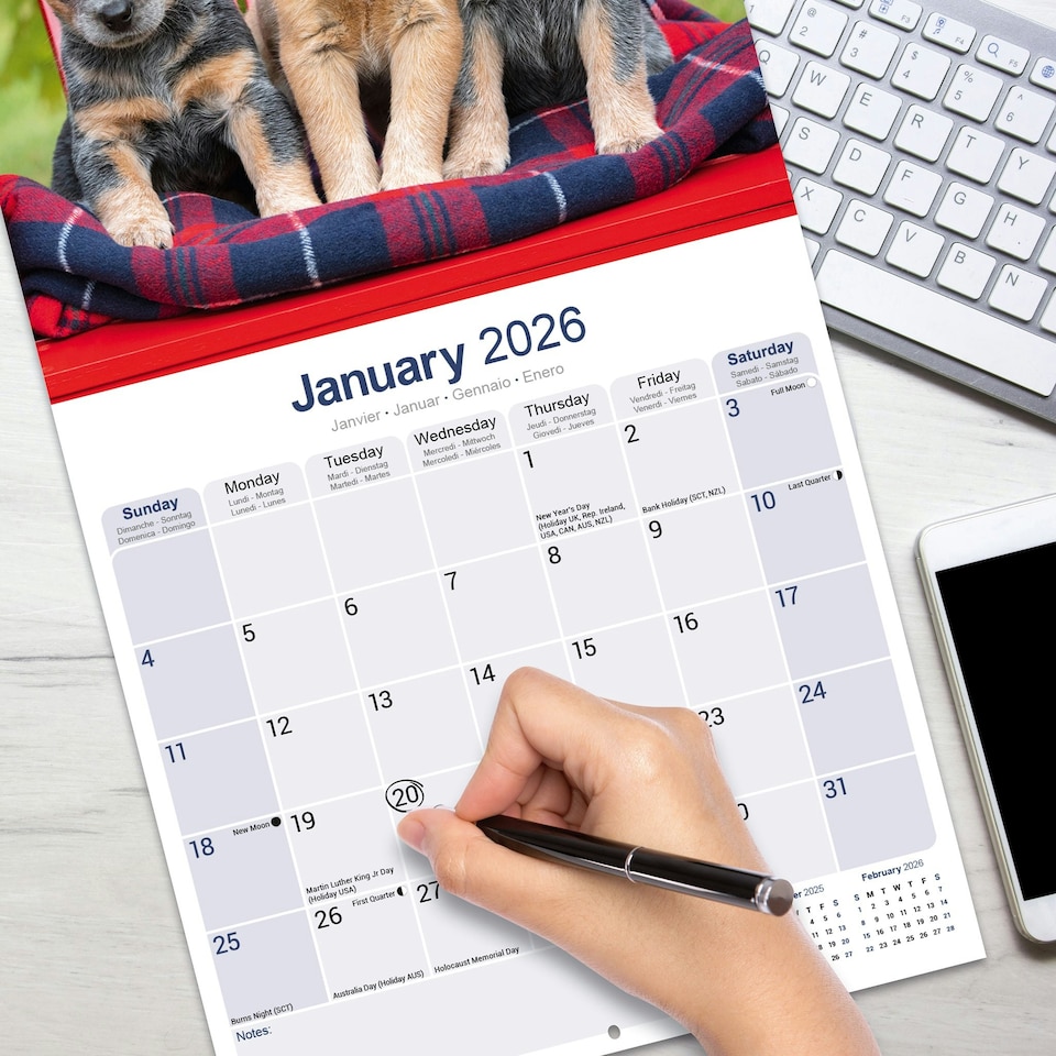 image 1 of Australian Cattle Dog 2026 Calendar | Square Wall Calendar | Dog Breed Gift | Plastic Free Packaging | by Avonside Publishing