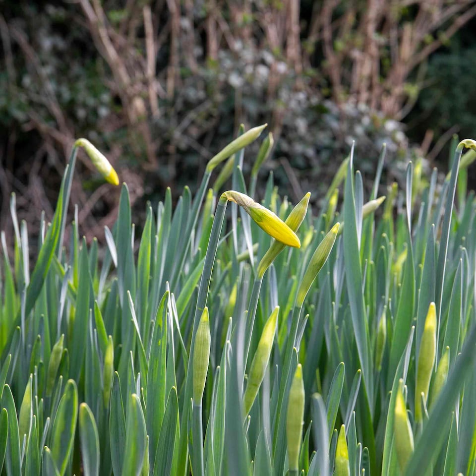image 1 of Marshalls Garden Daffodil Bulbs 'February Gold' - 10 Bulbs