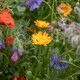 image 9 of Natures Haven Easy Wildflower Seed Mix, Pollinator-Friendly with Added Fertiliser 1.2kg box