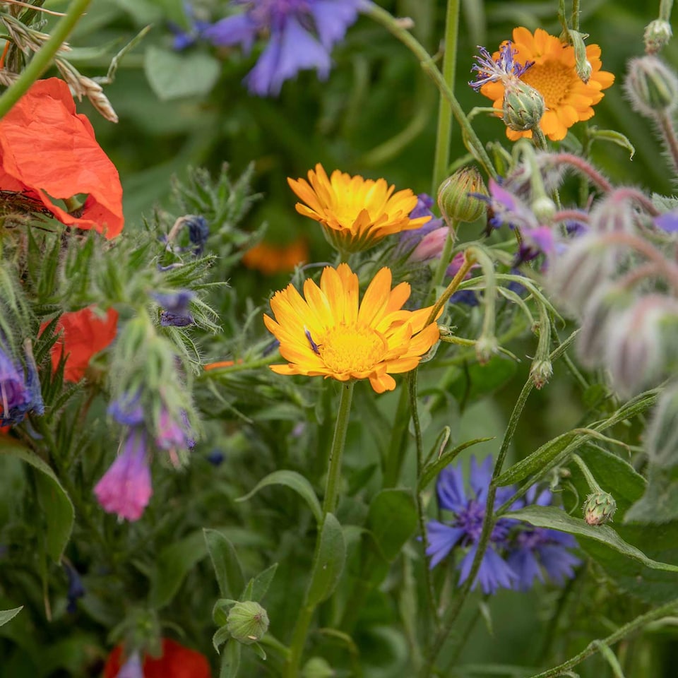 image 1 of Natures Haven Easy Wildflower Seed Mix, Pollinator-Friendly with Added Fertiliser 1.2kg box