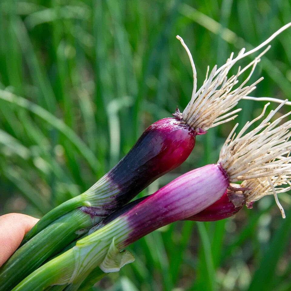 image 1 of Marshalls Garden Spring Red Onion Seeds 'Lilia' 500 seeds