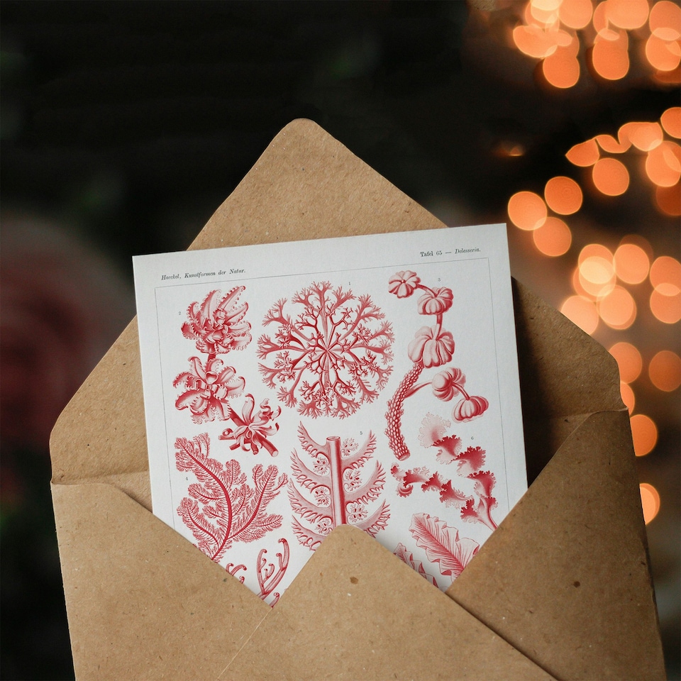 image 1 of Ernst Haeckel Art Card Florideophyceae Red Algae