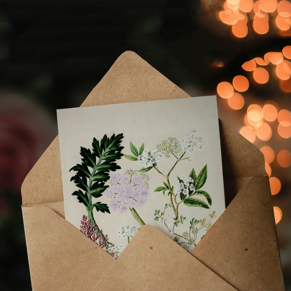 image 1 of Sarah Featon Art Card New Zealand Ligosticum Latifolium Flowers