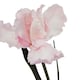image 2 of The Natural Garden Collection Fringed Iris - Artificial Flower (Single Stem) - Plastic - L13 x W13 x H83 cm - Pale Pink