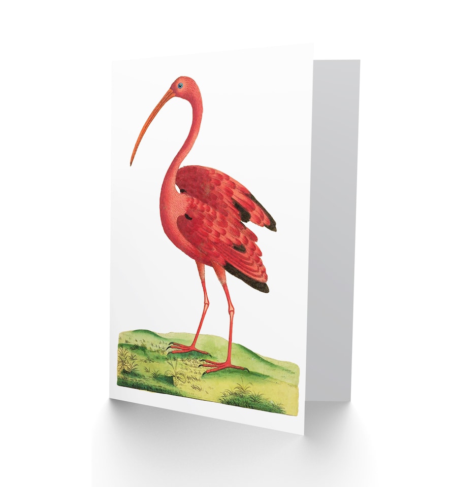 image 1 of Bird Scarlet Ibis Greetings Card