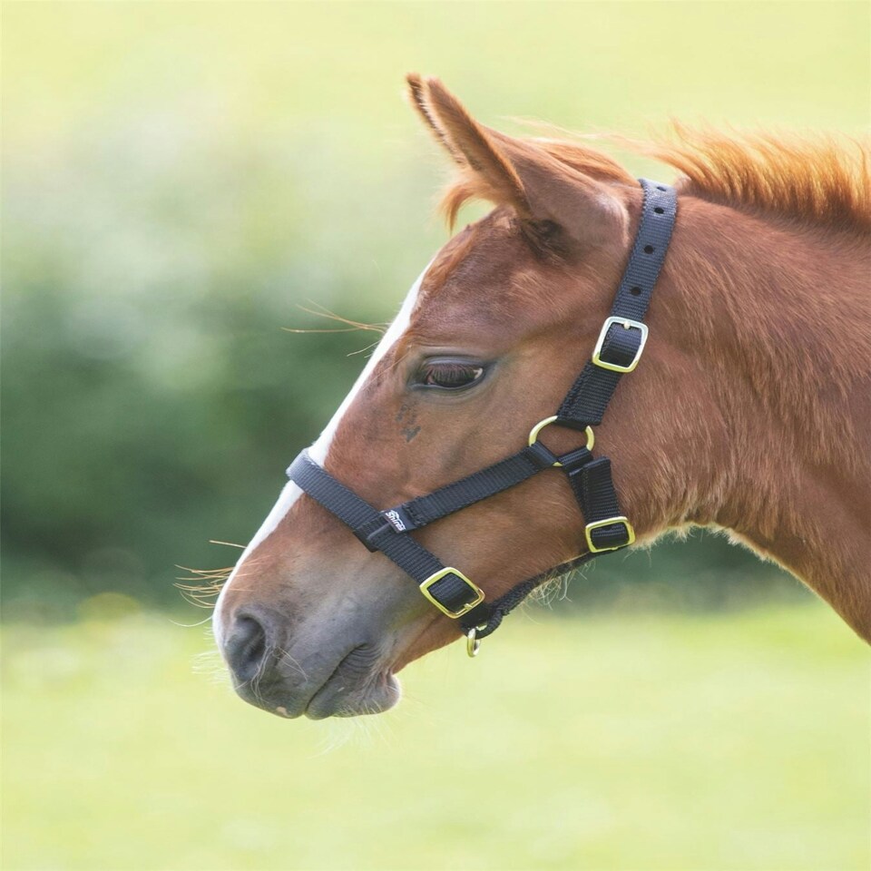 image 1 of Shires Foal Headcollar Red | Size: Foal
Colour: Red