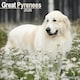 image 1 of Great Pyrenees 2026 Calendar | Square Wall Calendar | Dog Breed Gift | Plastic Free Packaging | by Avonside Publishing