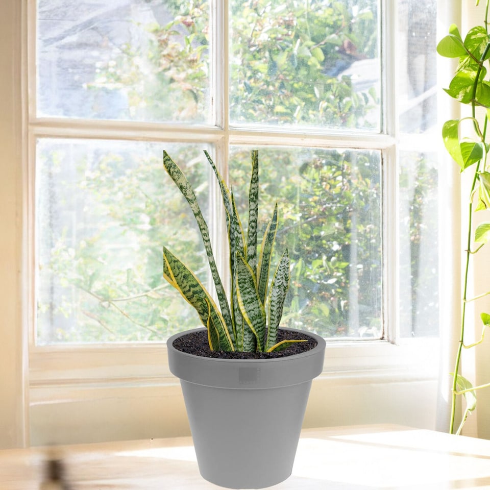 image 1 of 20cm Round Plastic Flower Pot | Grey | 1