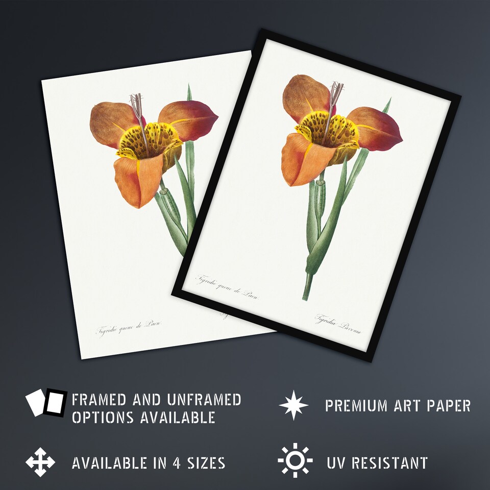 image 1 of Tiger Flower Botanical Redoute Vintage Wall Art Poster Print 12X16"