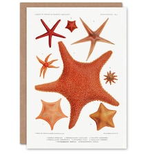 Vintage Marine Life Art Card Starfish Species Varieties