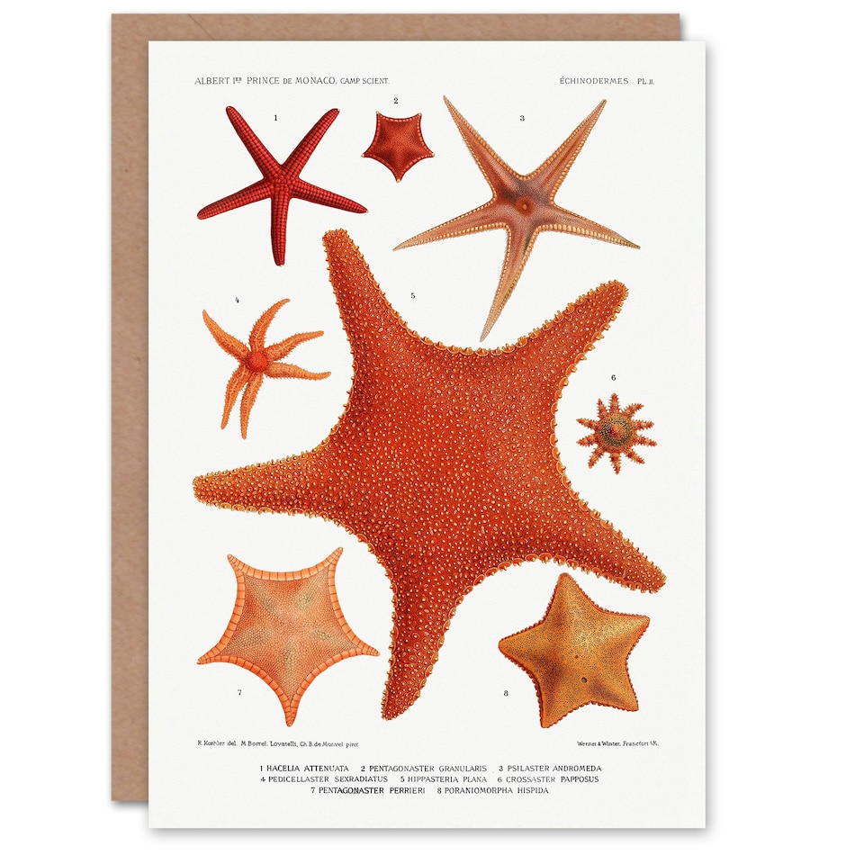 image 1 of Vintage Marine Life Art Card Starfish Species Varieties