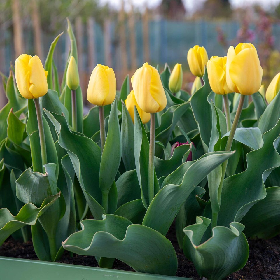 image 1 of Marshalls Garden Tulip Bulbs 'World Friendship' – Primrose Yellow, Pack of 10