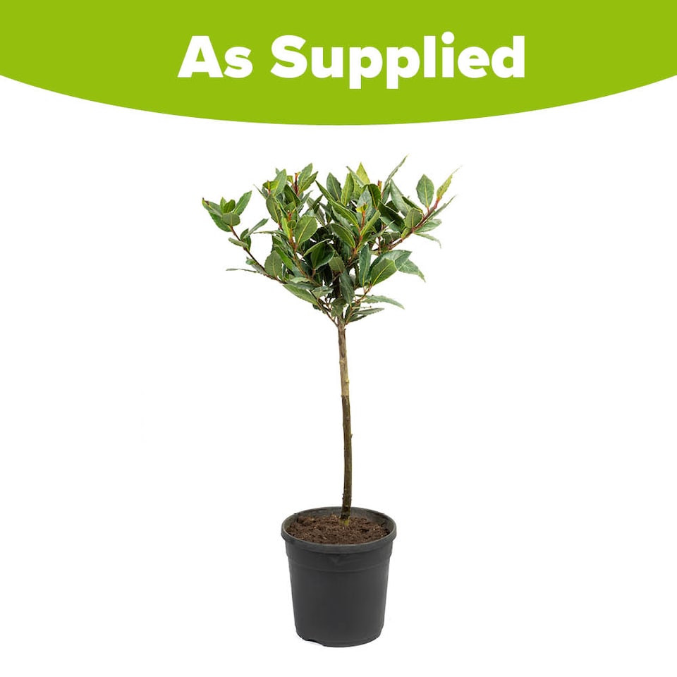 image 1 of YouGarden Bay Tree Standard Tree 70-80cm Tall, Single Garden Ready Potted Bay, for Patios and Gardens, Edible Plant