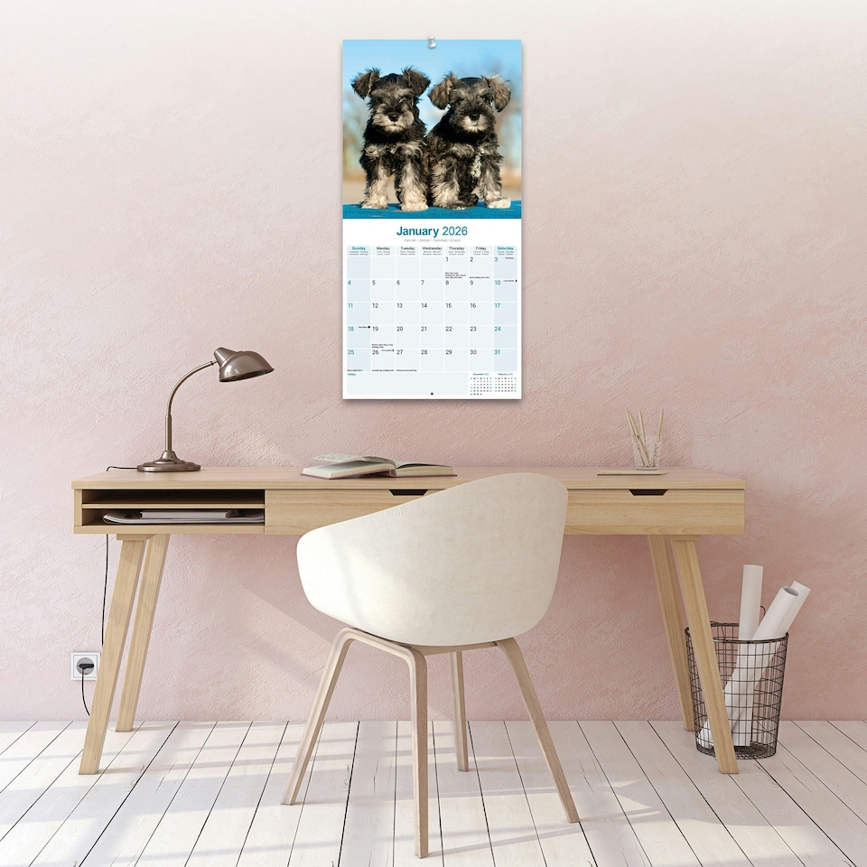 image 1 of Schnauzer 2026 Calendar | Square Wall Calendar | Dog Breed Gift | Plastic Free Packaging | by Avonside Publishing