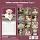 image 2 of Yellow Labrador Puppies 2026 Calendar | Square Wall Calendar | Dog Breed Gift | Plastic Free Packaging | by Avonside Publishing