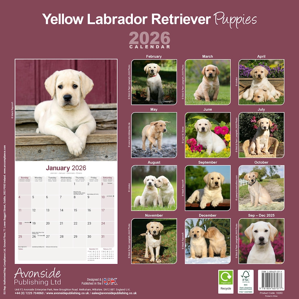 image 1 of Yellow Labrador Puppies 2026 Calendar | Square Wall Calendar | Dog Breed Gift | Plastic Free Packaging | by Avonside Publishing