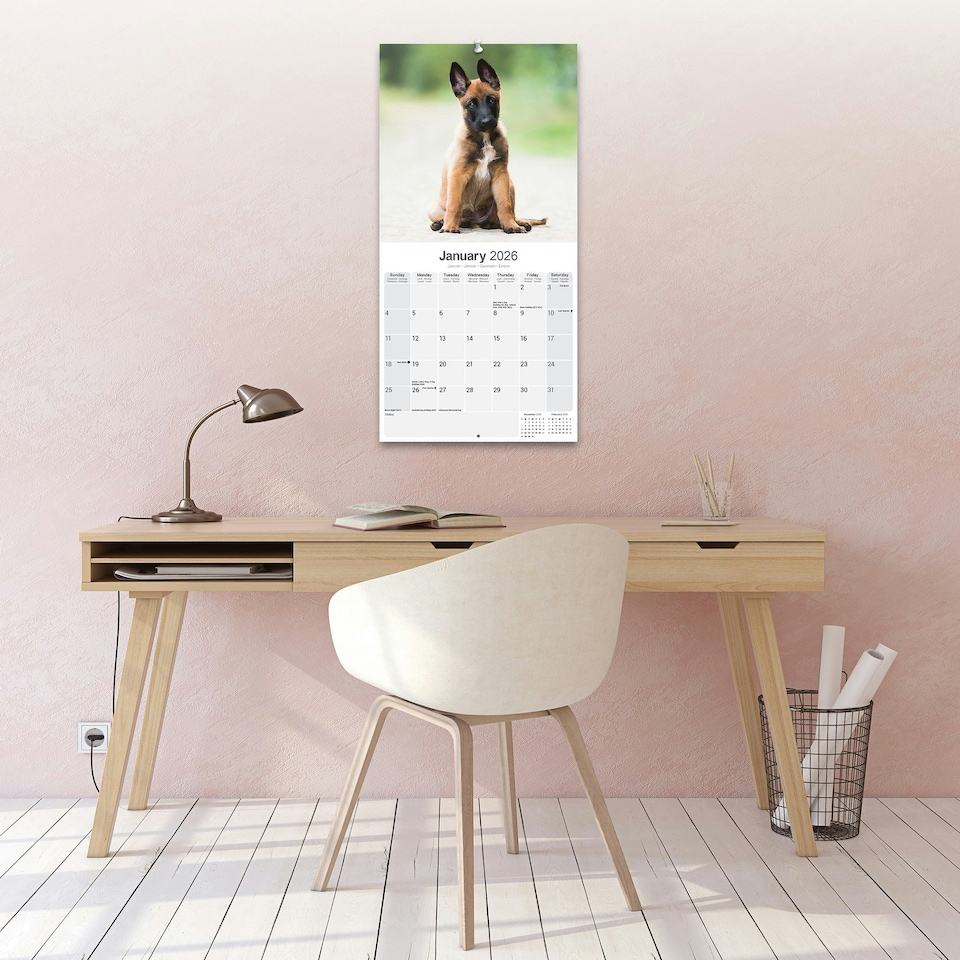 image 1 of Belgian Shepherd Dog 2026 Calendar | Square Wall Calendar | Dog Breed Gift | Plastic Free Packaging | by Avonside Publishing