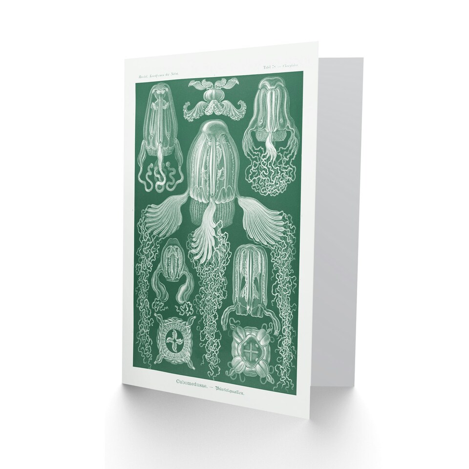 image 1 of Ernst Haeckel Art Card Cubomedusae Jellyfish Species
