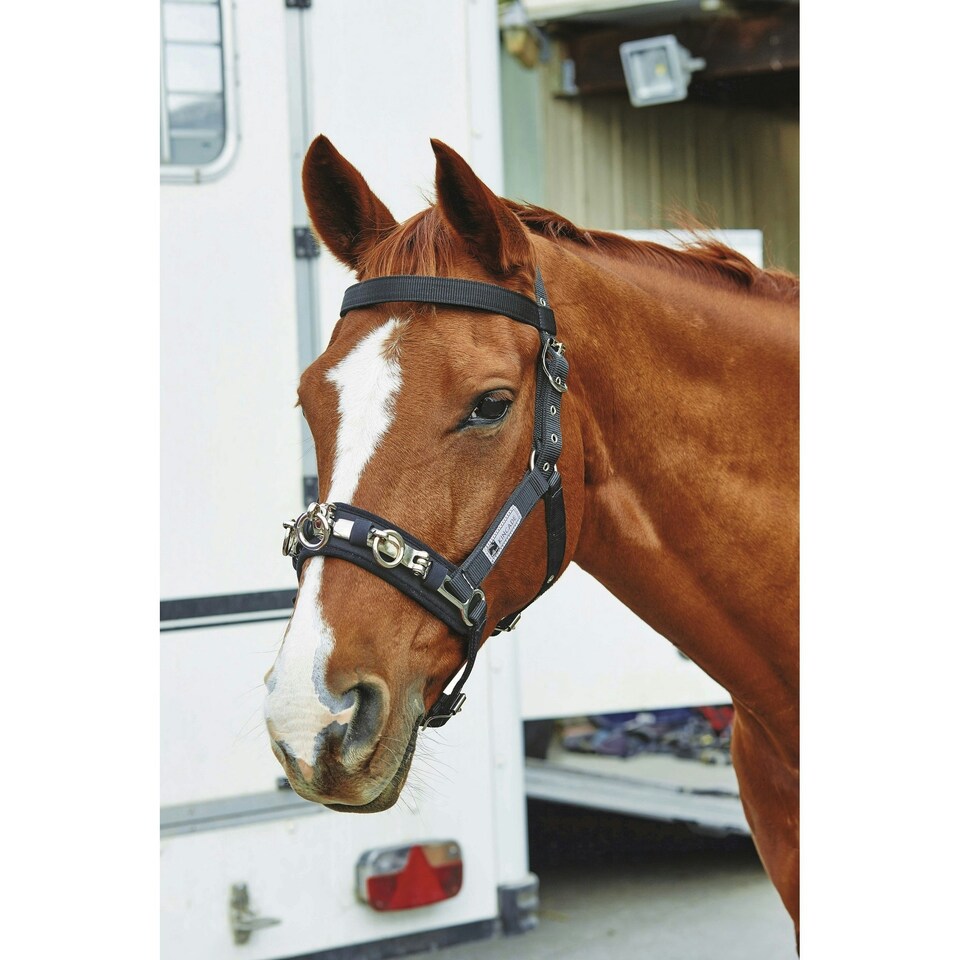 image 1 of Kincade Coordinate Lunge Cavesson - Black - Cob