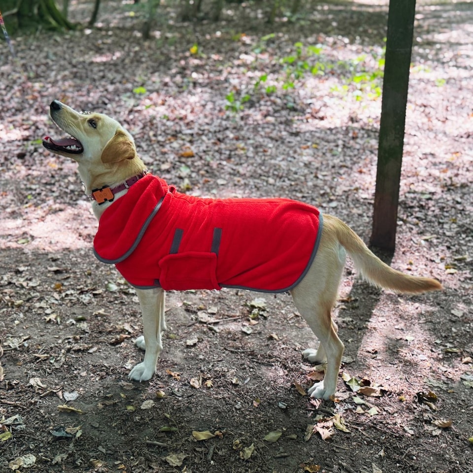 image 1 of Henry Wag X-Large Red Dog Drying Coat