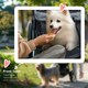 image 8 of PawHut 3 Wheel Pet Stroller, for Medium Small Dogs, Foldable Cat Pram - Grey
