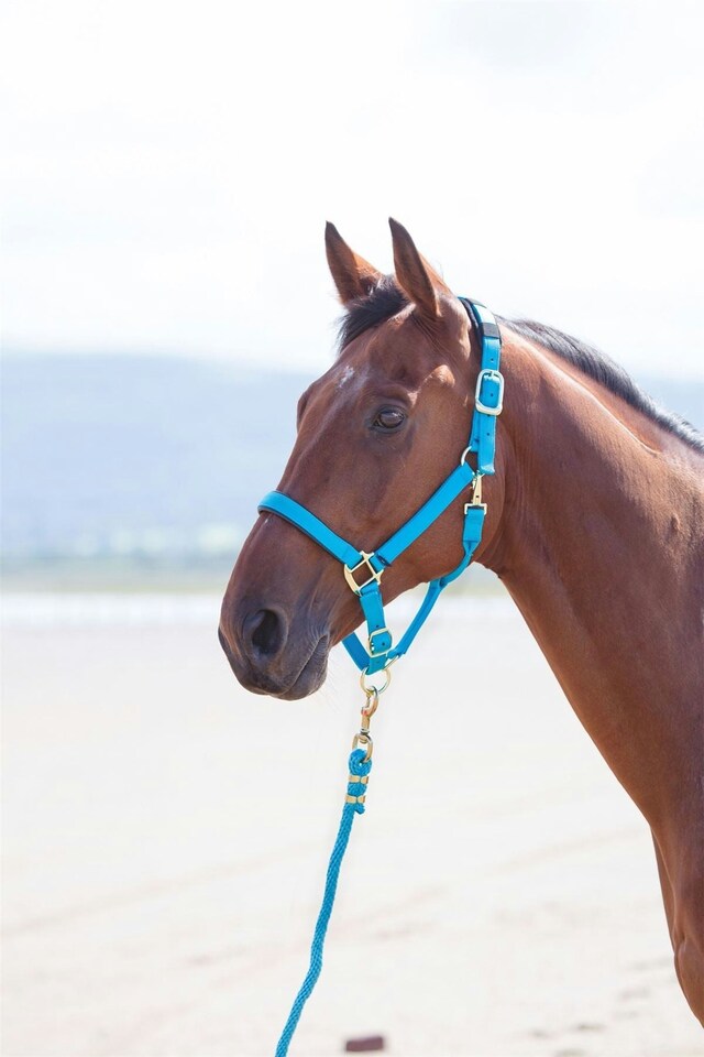 image 1 of Shires Topaz Nylon Headcollar | Blue | X-Full