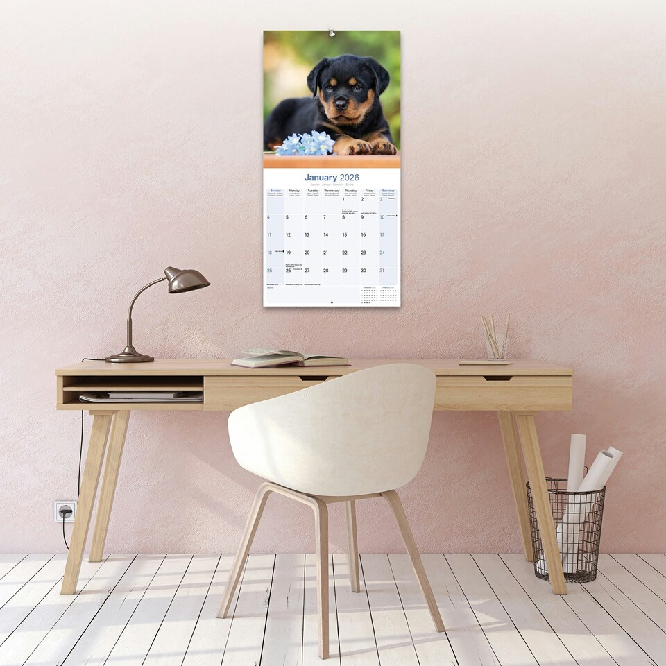 image 1 of Rottweiler Puppies 2026 Calendar | Square Wall Calendar | Dog Breed Gift | Plastic Free Packaging | by Avonside Publishing