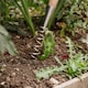 image 2 of Kent & Stowe Stainless Steel Hand 3 Prong Cultivator | Multi | One Size