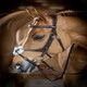 image 5 of LeMieux Grackle Bridle Black | Cob