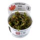 image 7 of Tropica Rotala macrandra (Advanced, Red) 1-2-Grow! N/A
