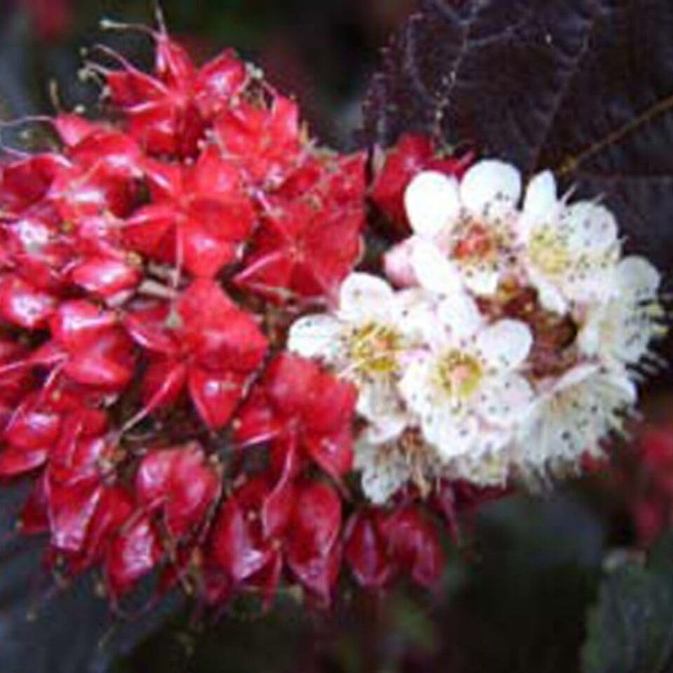 image 1 of Physocarpus opulifolius Midnight 9cm Potted Plant x 3