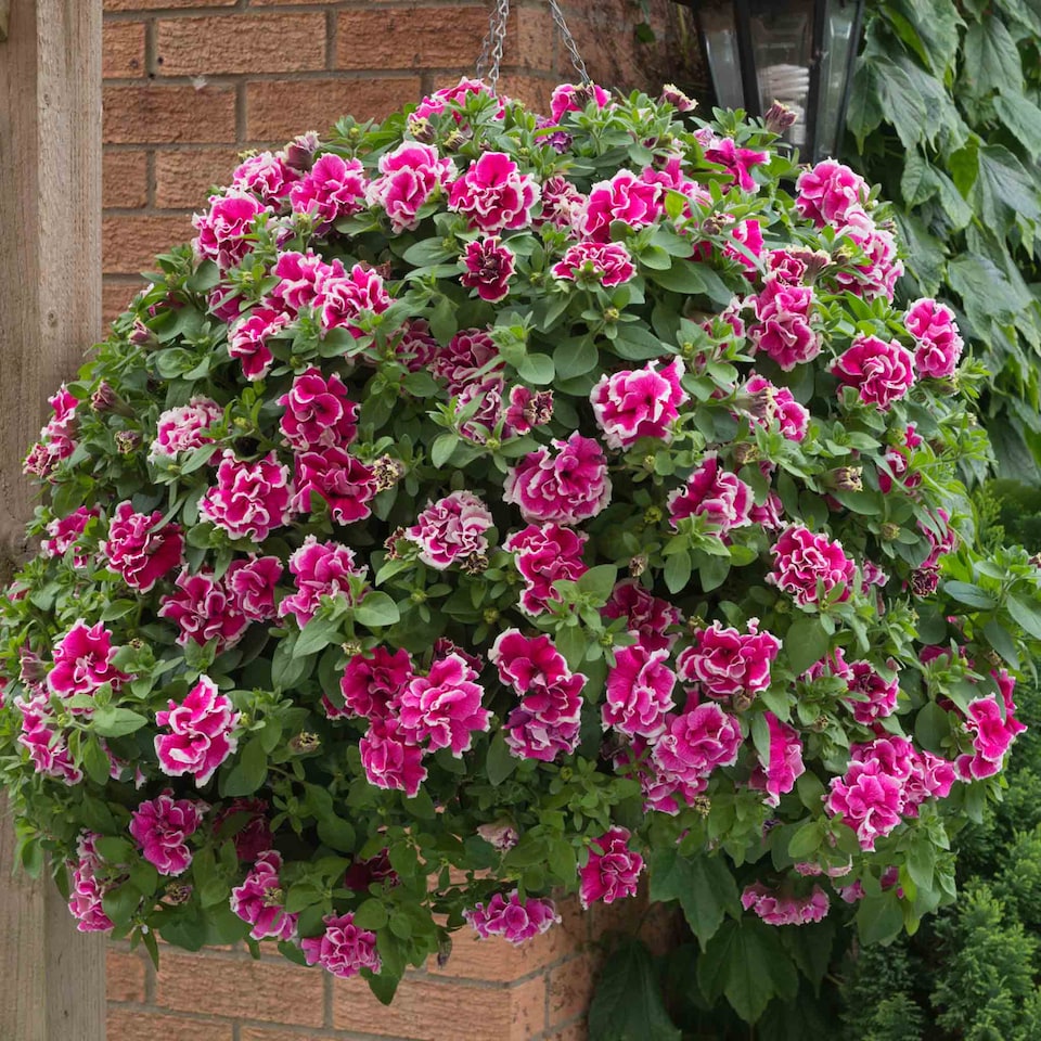 image 1 of Marshalls Garden Petunia Tumbelina Anna 6 plug plants