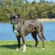 image 3 of Weatherbeeta Padded Leather Dog Collar - Black - XS