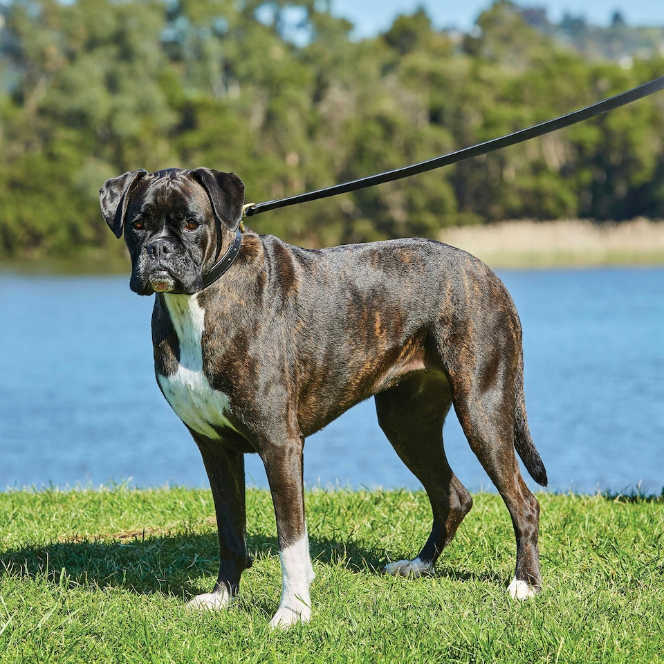 image 1 of Weatherbeeta Padded Leather Dog Collar - Black - XS