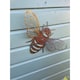 image 2 of Folded Wings Bee Garden Art - W39.4 x H25.4 cm - Bare Metal/Ready to Rust
