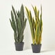 image 8 of Homescapes Green Snake Plant, 74 cm Tall